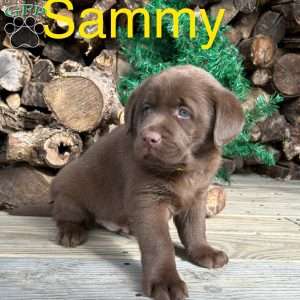 Sammy, Chocolate Labrador Retriever Puppy